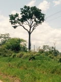ta_52